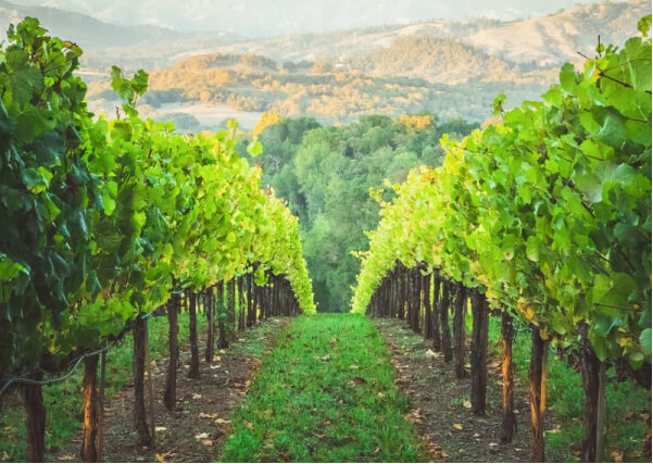 Folktale Winery