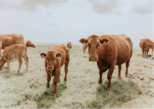 Meat Business Women