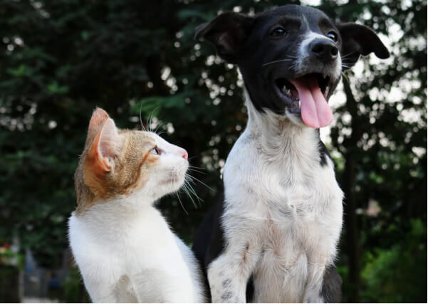 Potter League for Animals